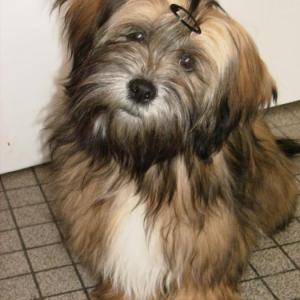 lhassa apso