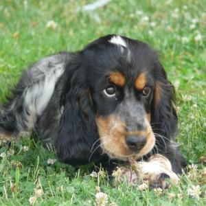 cocker anglais (spaniel)