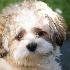 lhassa apso