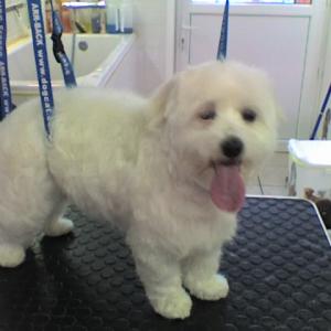 bichon maltais