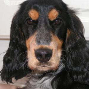 cocker anglais (spaniel)