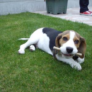 beagle