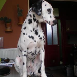 dalmatien