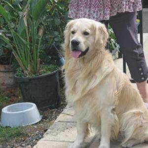 golden retriever