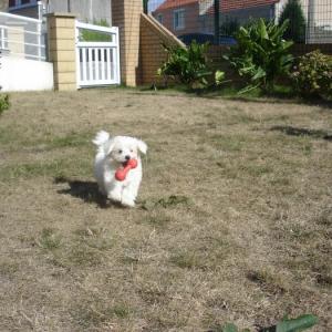 bichon maltais