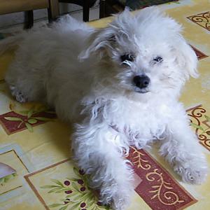 bichon maltais