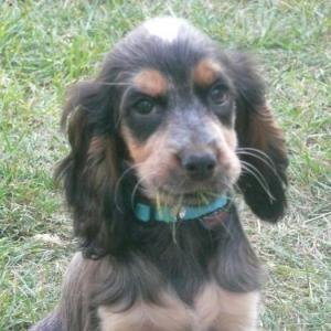 cocker anglais (spaniel)