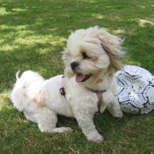 lhassa apso