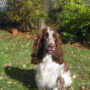 cocker anglais (spaniel)