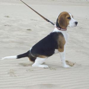 beagle