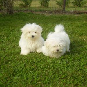 bichon maltais