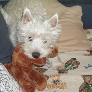 west-highland white terrier (westie)