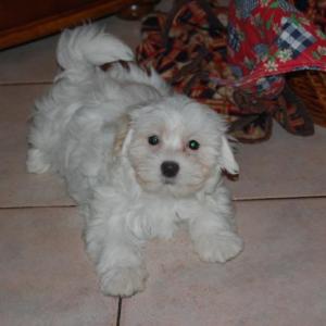 bichon maltais