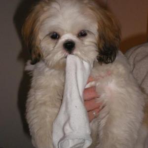 shih tzu