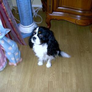 Cavalier king charles