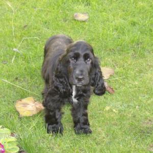 cocker anglais (spaniel)