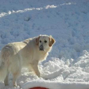 golden retriever