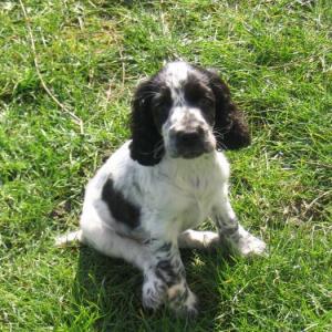 cocker anglais (spaniel)