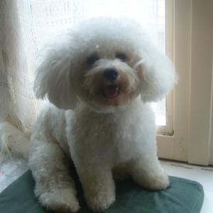 bichon frisé