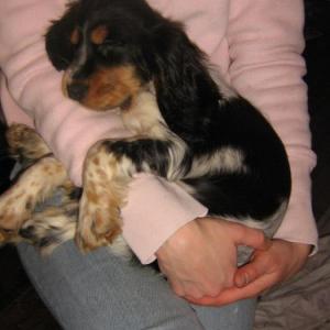 cocker anglais (spaniel)