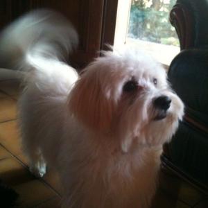 bichon maltais