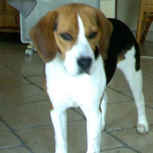 beagle