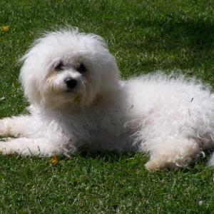 bichon frisé