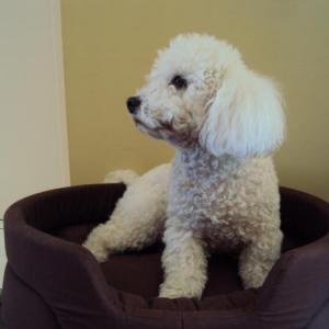 bichon frisé