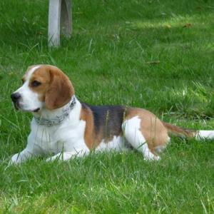 beagle