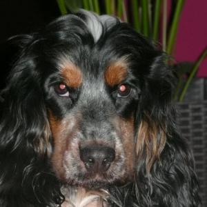 cocker anglais (spaniel)