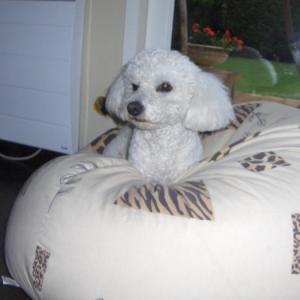 bichon frisé