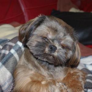 shih tzu