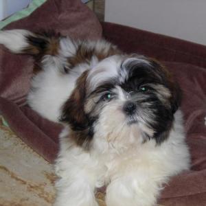 shih tzu