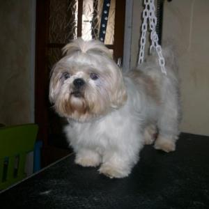 shih tzu