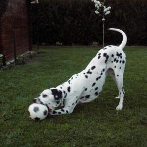 dalmatien