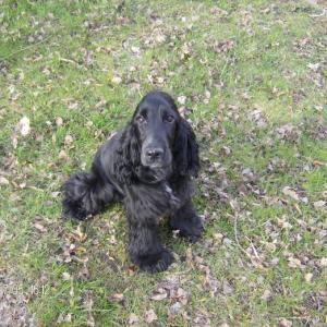 cocker anglais (spaniel)