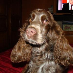 cocker anglais (spaniel)