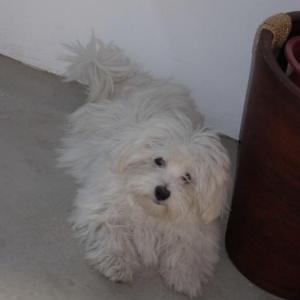 bichon maltais