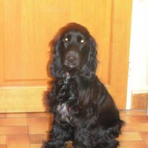 cocker anglais (spaniel)