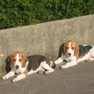 beagle