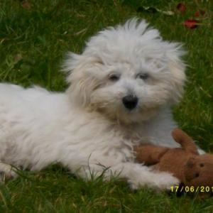 Bichon maltais