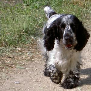 cocker anglais (spaniel)