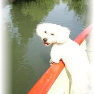 Bichon frisé