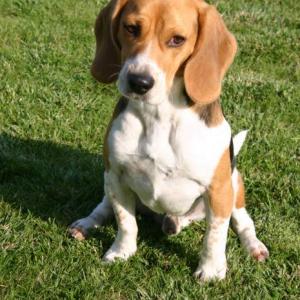 Beagle