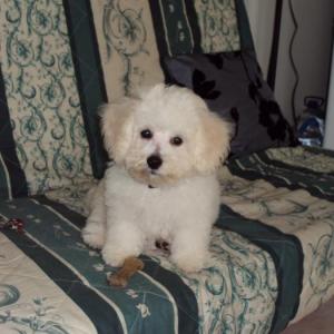 Bichon frisé