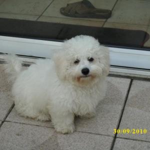 bichon frisé