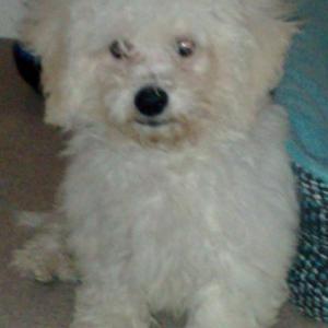 bichon frisé