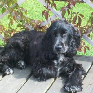 cocker anglais (spaniel)