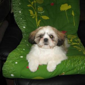 shih tzu