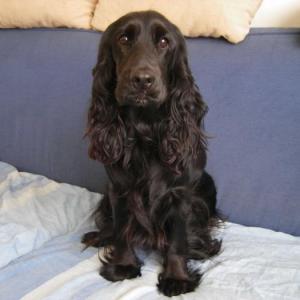 cocker anglais (spaniel)